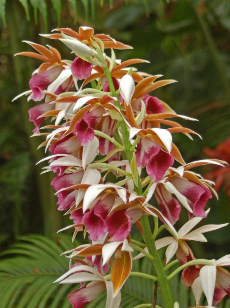 Phaius tankervilleae