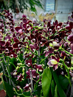 Load image into Gallery viewer, Phalaenopsis Taisuco Kobold