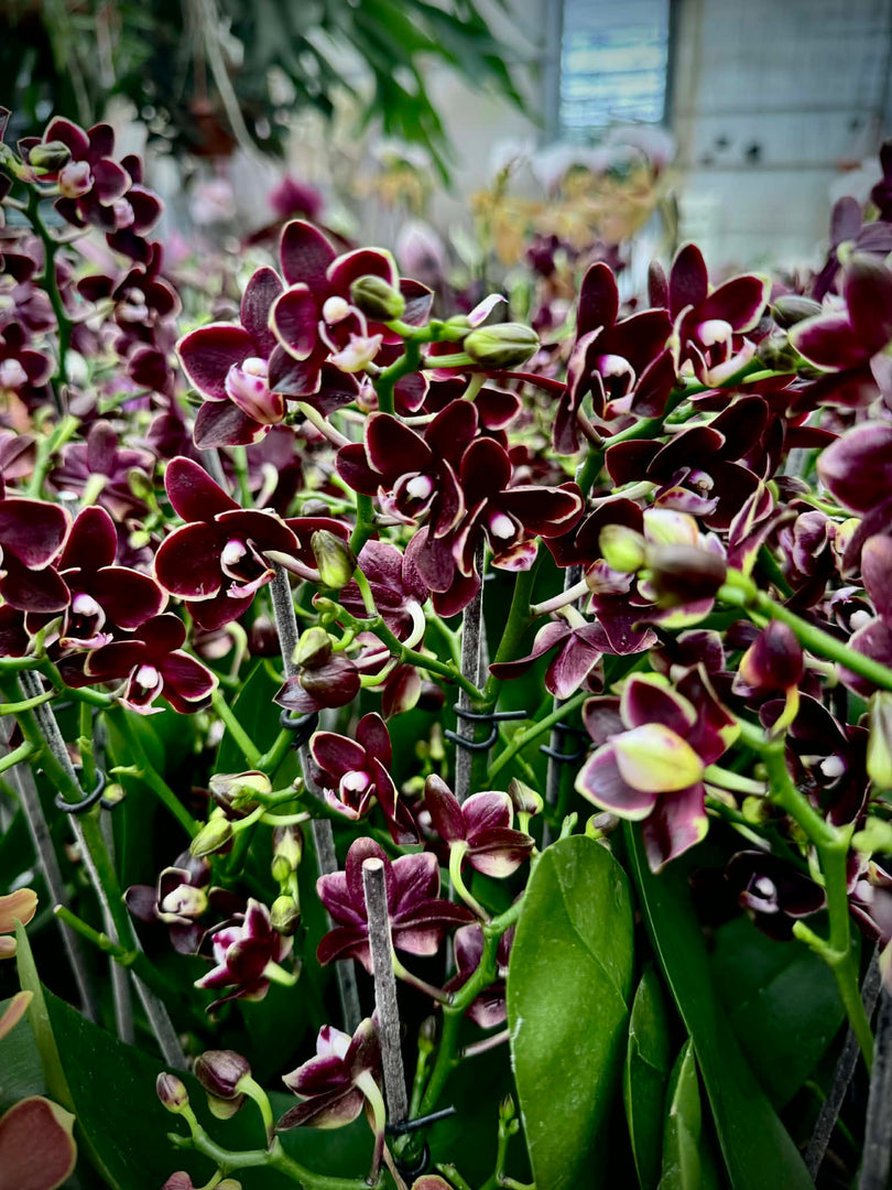 Phalaenopsis Taisuco Kobold