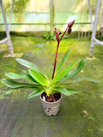 Load image into Gallery viewer, Paphiopedilum Winter Pearl (Magic Lantern xemernii var. huonglanae)