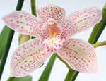 Carica l&#39;immagine nel visualizzatore Galleria, Cymbidium Enzan Knuckle &#39;Pink Puma&#39;
