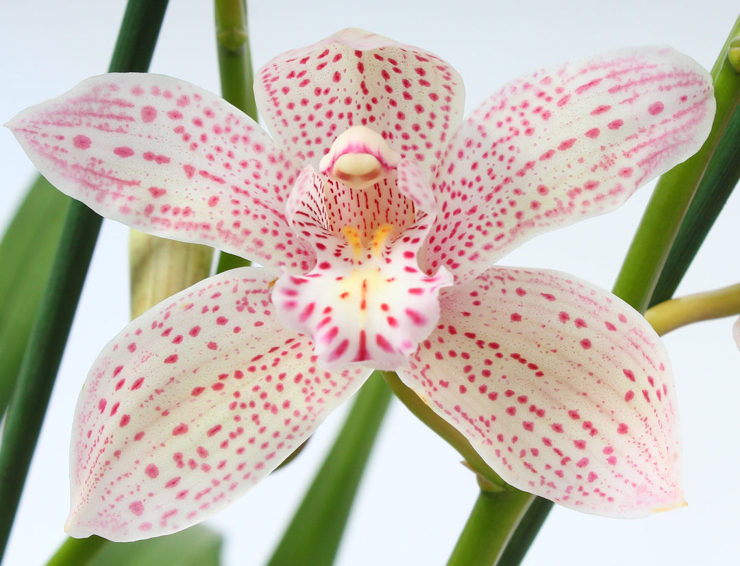 Cymbidium Enzan Knuckle 'Pink Puma'