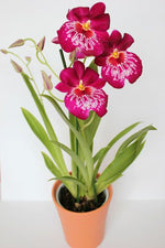 Carica l'immagine nel visualizzatore Galleria, Miltoniopsis Newton Falls