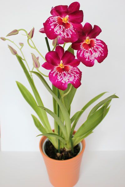 Miltoniopsis Newton Falls