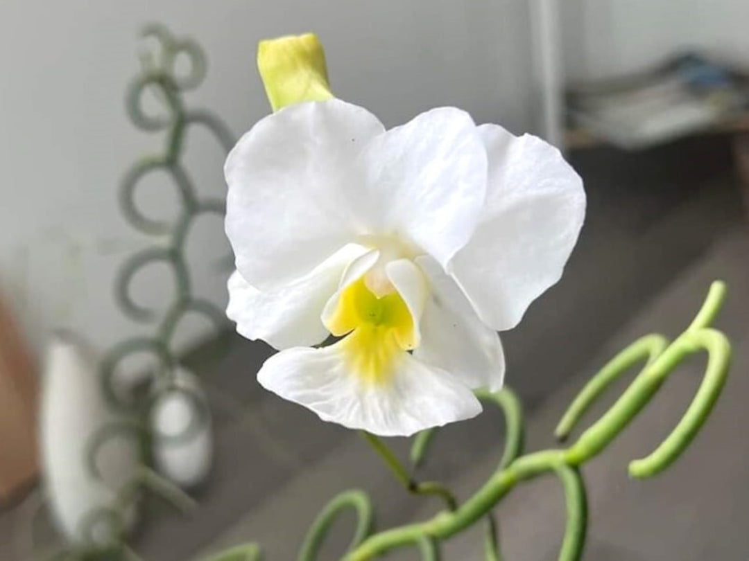 Vanda teres