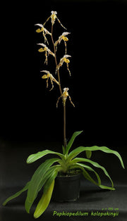 Paphiopedilum kolopakingii x self