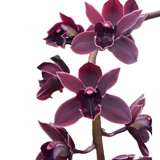 Cymbidium Cali Night 'Geyserland'