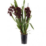 Load image into Gallery viewer, Cymbidium Cali Night &#39;Geyserland&#39;
