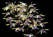 Dendrobium canaliculatum var. tattonianum