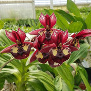 Catasetum Extravaganza