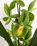 Load image into Gallery viewer, Catasetum Pileabrosum Green 'Green Bat' (tenebrosum x pileatum)