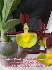 Catasetum Pileabrosum Green x tenebrosum