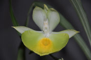 Catasetum pileatum 'Jumbo Green Gold'