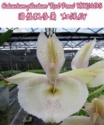 Carica l&#39;immagine nel visualizzatore Galleria, Catasetum pileatum &#39;Red Pena&#39; HCC/AOS
