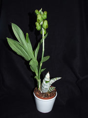 Catasetum planiceps