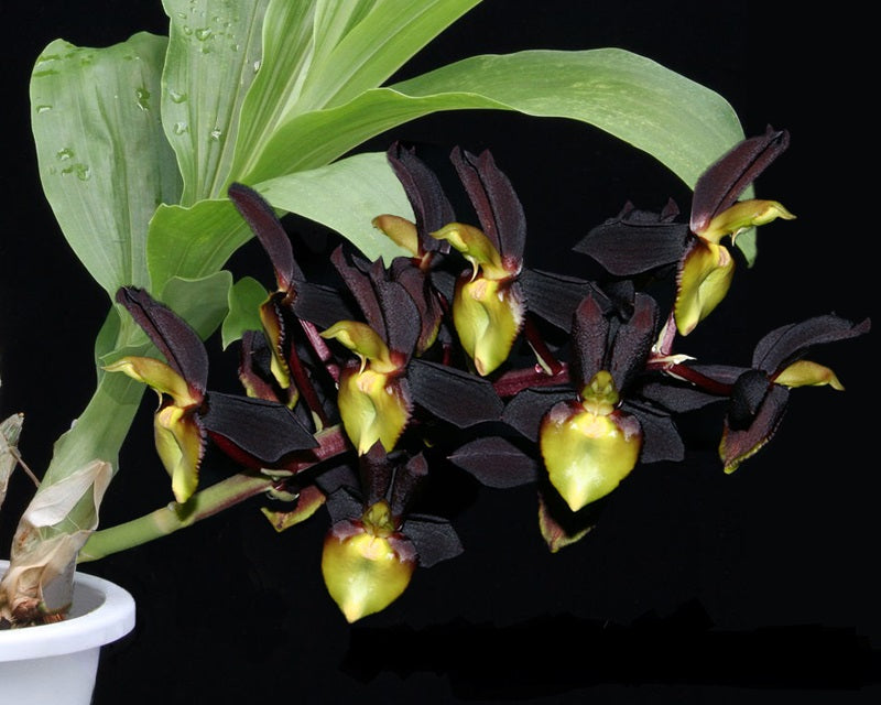 Catasetum tenebrosum
