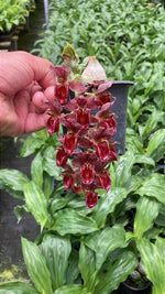 Load image into Gallery viewer, Catasetum Tupã (cirrhaeoides x denticulatum)