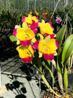 Carica l&#39;immagine nel visualizzatore Galleria, Rhyncholaeliocattleya Taiwan Fantasy &#39;T Y&#39;  (Taiwan Chaffinch Gold x Tzeng -Wen Beauty )
