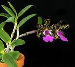 Carica l&#39;immagine nel visualizzatore Galleria, Cattleya aclandiae tipo &#39;Sakamoto&#39; - Br Orquidea
