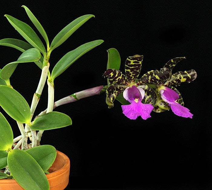 Cattleya aclandiae tipo 'Sakamoto' - Br Orquidea