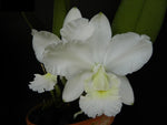 Load image into Gallery viewer, Cattleya Aloha Home f. alba (C. Mini Purple x Cattleya walkeriana)
