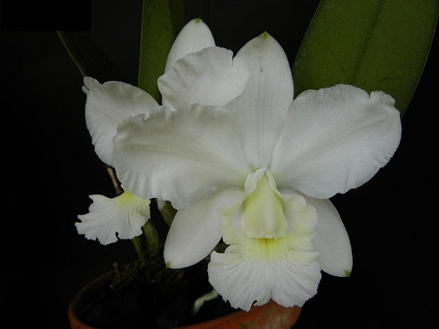 Cattleya Aloha Home f. alba (C. Mini Purple x Cattleya walkeriana)