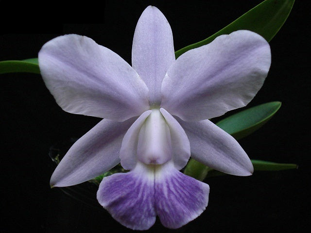 Cattleya Aloha Home var. coerulea 'KS' (C. Mini Purple x Cattleya walkeriana)
