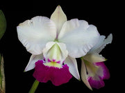 Cattleya Aloha Case var. semialba (C.Mini Purple x C.walkeriana)