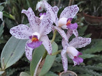 Load image into Gallery viewer, Cattleya amethystoglossa f. alba seeds - Br Orquidea