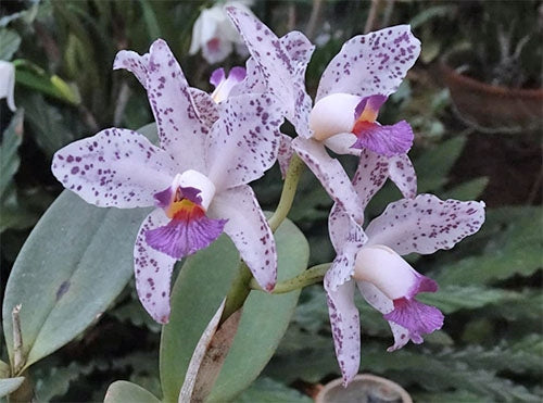 Cattleya amethystoglossa f. alba seeds - Br Orquidea