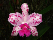 Cattleya amethystoglossa PPP X Suzie Q 4n