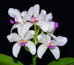 Carica l'immagine nel visualizzatore Galleria, Cattleya amethystoglossa f. semi alba  - Br Orquidea