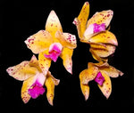 Carica l'immagine nel visualizzatore Galleria, Cattleya amethystoglossa aurea 'aquinii'