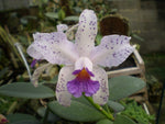 Load image into Gallery viewer, Cattleya amethystoglossa f. alba seeds - Br Orquidea
