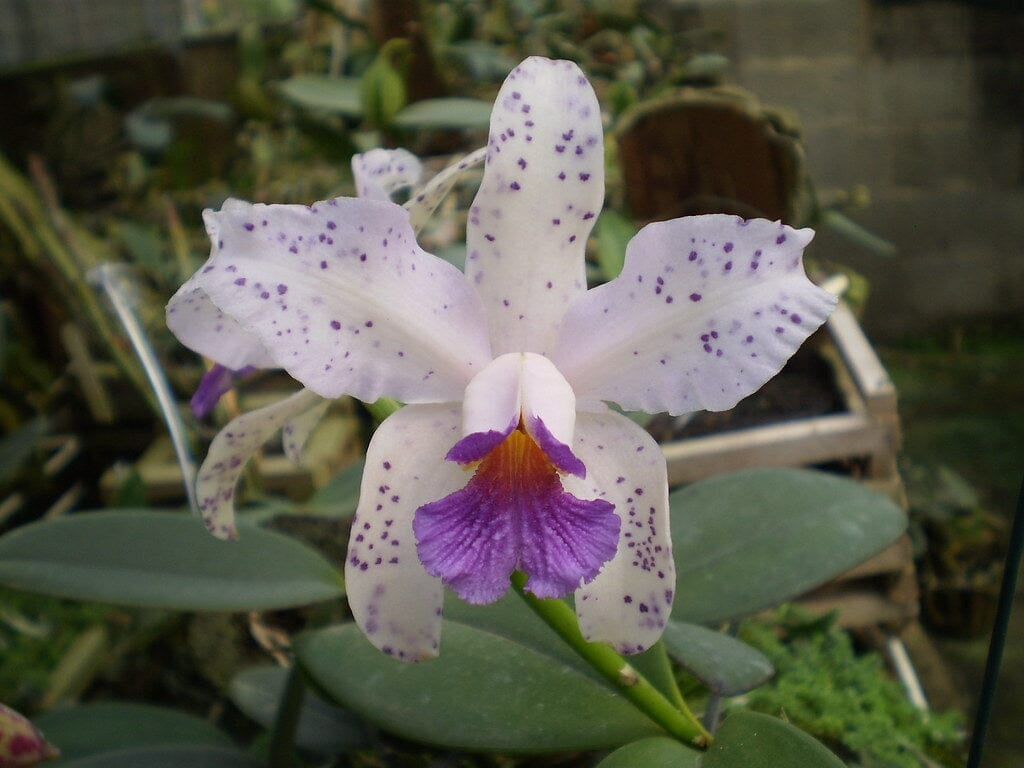 Cattleya amethystoglossa f. alba seeds - Br Orquidea