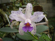 Cattleya amethystoglossa var. coerulea 'Paiguas' - Brazil Import