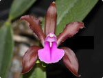 Carica l'immagine nel visualizzatore Galleria, Cattleya bicolor 'chocolate' - Br orquidea