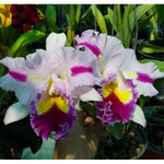 Load image into Gallery viewer, Cattleya Patchara Fancy
