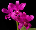 Carica l&#39;immagine nel visualizzatore Galleria, Cattleya bowringiana var. red
