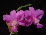 Carica l'immagine nel visualizzatore Galleria, Cattleya Brazilian Jewel 'Cute' (C. walkeriana x C. nobilior)
