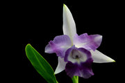 Cattleya Cariad's Mini Queene 'Angel Kiss'