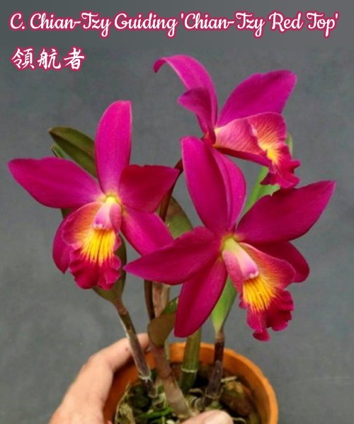 Cattleya Chain-Tzy Guiding 'Chain-Tzy Red Top'