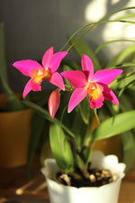Load image into Gallery viewer, Cattleya Chain-Tzy Guiding &#39;Chain-Tzy Red Top&#39;
