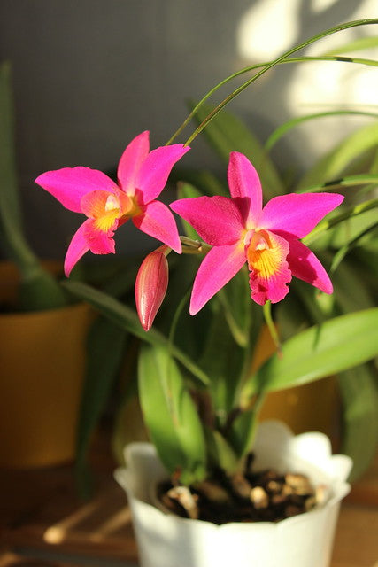 Cattleya Chain-Tzy Guiding 'Chain-Tzy Red Top'