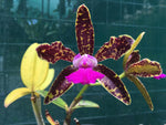 Load image into Gallery viewer, Cattleya Chialin Doll &#39;Toy&#39; (C. Hawaiian Variable x C. Netrasiri Beauty)
