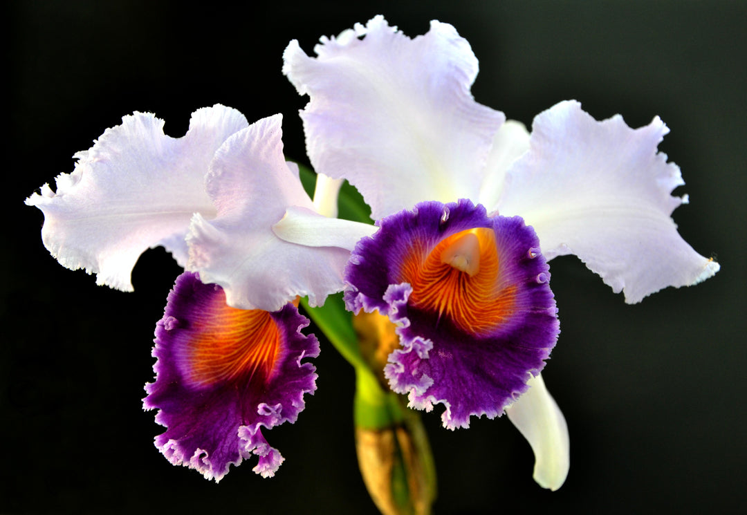 Cattleya Dinard 'Blue Heaven' (C. Saint Gothard -1908 x C. Dinah)