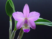 Cattleya dolosa