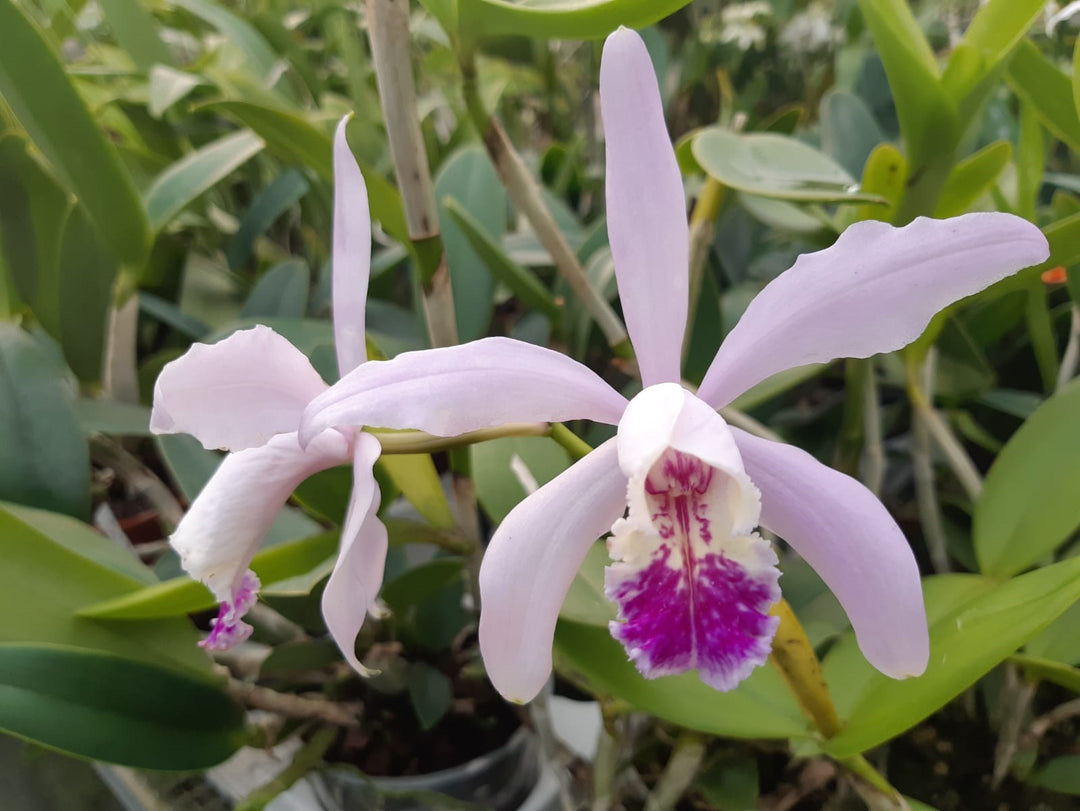 Cattleya dolosa x intermedia