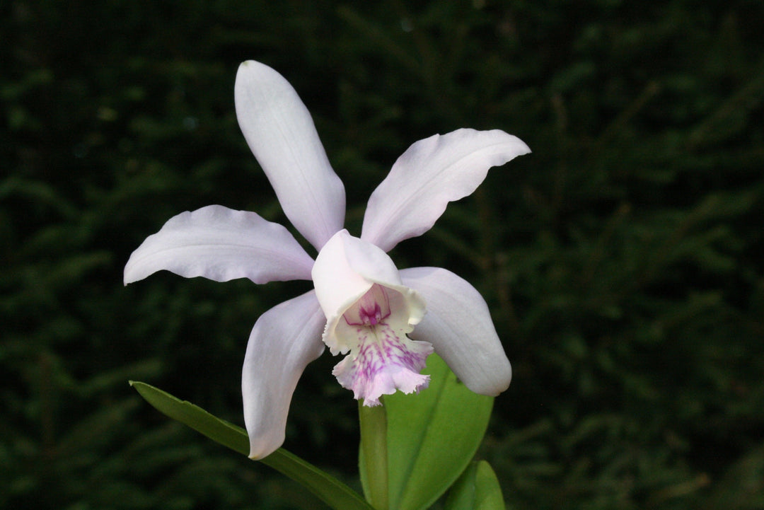 Cattleya dolosa x intermedia