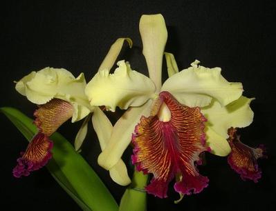 Cattleya dowiana